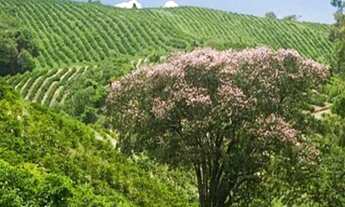 Imagem: FAZENDA SUL DE MINAS GERAIS