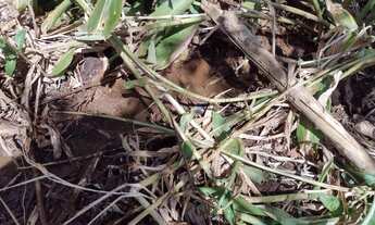 Imagem 2: Chácara em Anapolis 5400 metros