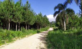 Imagem 7: Área Rural para Venda em Tijucas do Sul, Matulão