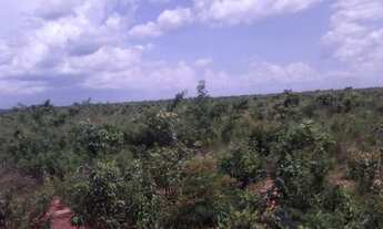 Imagem 5: Fazenda 482 alqueires em Santa Maria TO