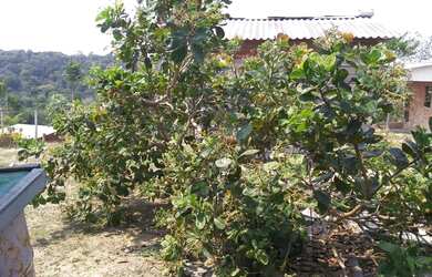 Imagem 7: Vende-se terreno