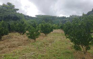 Imagem 7: Propriedade pedras azul 24 alqueires