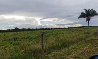 Imagem 7: 171 alqueires por 12 milhões de reais com 800 vacas dentro há 150 km de Belém