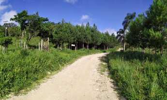 Imagem 6: Área Rural para Venda em Tijucas do Sul, Matulão