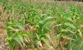 Imagem 4: VENDO CHÁCARA RICA EM ÁGUA E PRODUÇÃO NA PONTE ALTA CASA GRANDE