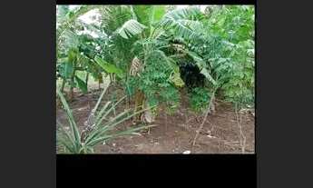 Imagem 3: Vendo pequeno sítio em cupissura,caaporan