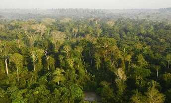 Imagem 2: Sítio 200 x 960 na BR 174 KM 80 160.000,00