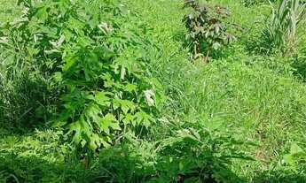 Imagem 7: Terreno com case pré construída PAQUETA