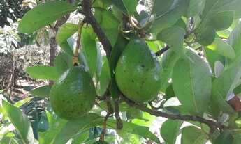 Imagem 6: Vende se lote 1000 metros , chácara Ceres