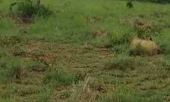 Imagem 6: Aceita Caminhonete ou Lote como parte de pagamento...Sitio Próximo Claro dos poçoes.