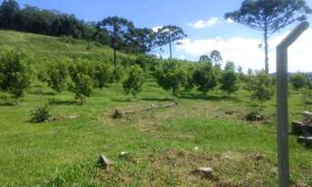 Imagem: 34 Ha com NOGUEIRAS PECAN