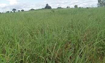 Imagem 6: Vendo fazenda de 415 alq em Ananás TO