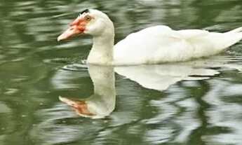 Imagem 6: CONDOMÍNIO ESTANCIA DAS AMENDOEIRAS<br><br><br>Exuberante casa, localiza