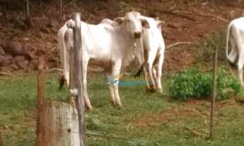 Imagem 3: Sítio com 2 dormitórios à venda, 4 Alqueires por R$ 1.500.000 - Zona Rural - Santa Lucia/P