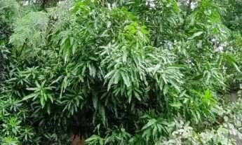 Imagem 2: Terreno à venda, 600 m² por R$ 250.000,00 - Vila Monticelli - Goiânia/GO