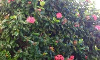 Imagem: VENDO ESSA CASA GRANDE E VENTILADA