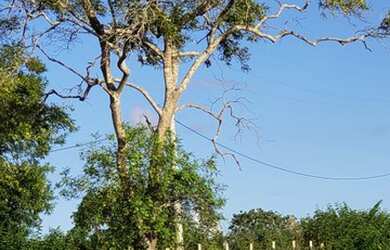 Imagem 5: Lotes rurais de 1000m2 a 7km de Vitória da Conquista - Bahia