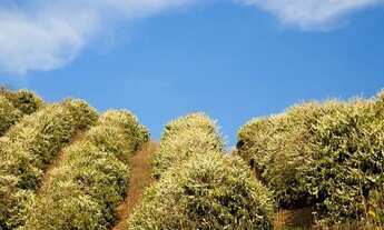 Imagem 6: FAZENDA SUL DE MINAS GERAIS