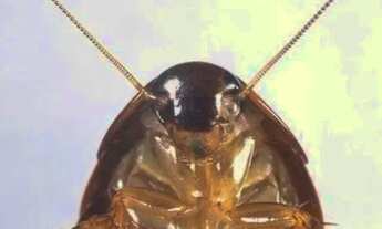 Imagem: Dedetização