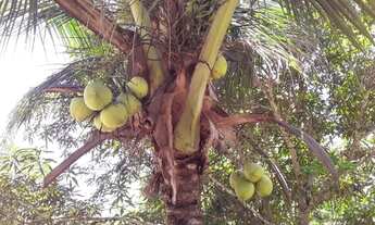 Imagem 3: Vendo ou troca um sitio por casa ém Manaus