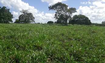 Imagem 3: Fazenda com 150 hectares em vera cruz estruturada