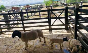 Imagem 4: Flat no monte castelo Aceito cartão de crédito