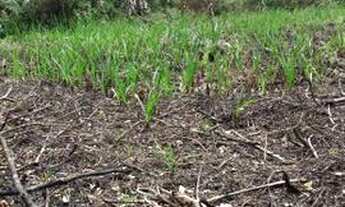 Imagem 2: Roça de cacau e banana