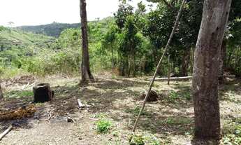 Imagem: Roça de cacau e banana