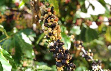 Imagem 3: Chácara à venda, Conjunto Vale Azul, Sarandi, PR