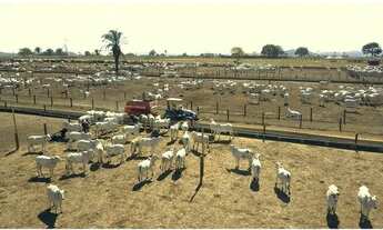 Imagem 5: Fazenda a venda com Dupla Aptidão Região de Juara MT