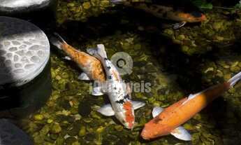 Imagem 4: Pacaembu localização privilegiada