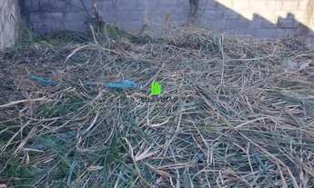 Imagem 5: Lote em Promissão I