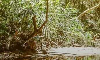 Imagem 2: Vendo Lotes com Riacho nos Fundos em Condomínio Fechado no Vila da Serra