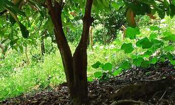 Imagem 7: CASA COM SÍTIO Chácara com venda por R$200.000