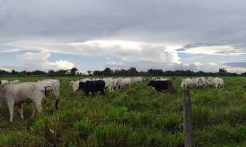 Imagem 5: 171 alqueires por 12 milhões de reais com 800 vacas dentro há 150 km de Belém