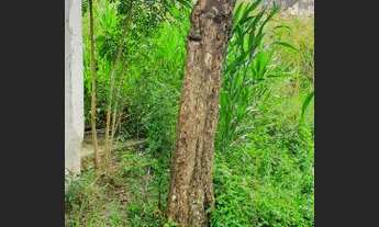 Imagem 4: Piraquara Térrea para venda possui 68 metros quadrados com 2 quartos em Vila Franca - Pira