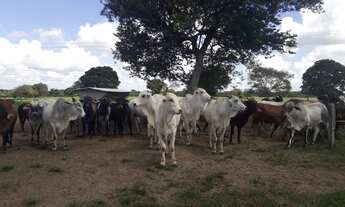 Imagem 2: Fazenda com 150 hectares em vera cruz estruturada