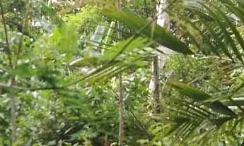 Imagem 2: Terreno belíssimo em Presidente Figueiredo