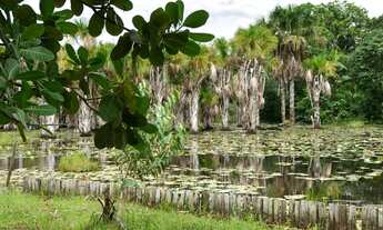 Imagem 6: Chácara para aluguel ou temporada em bragança/pa