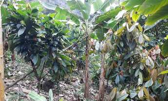 Imagem 7: Fazenda em São José da Vitória com 63 hectares