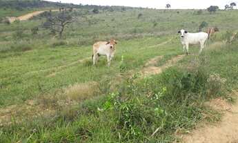 Imagem 3: FAZENDINHAS PERTINHO DO ASFALTO