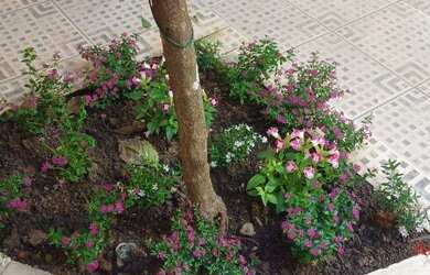 Imagem 4: Belíssima Casa No Jardim Jaraguá !