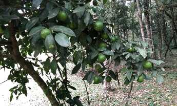 Imagem 3: Oportunidade Chácara, 2700 m² - Balsa Nova/PR