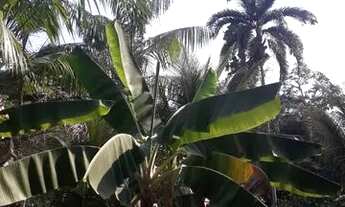 Imagem 2: Sitio 100× 1000