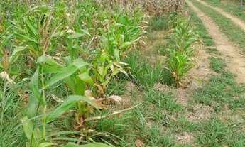 Imagem 5: VENDO CHÁCARA RICA EM ÁGUA E PRODUÇÃO NA PONTE ALTA CASA GRANDE