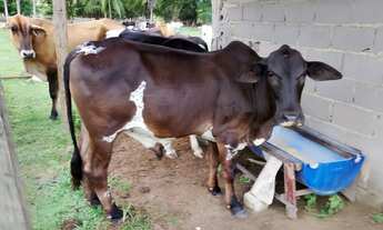 Imagem 2: Bezerros Chácara com venda com preço sob consulta