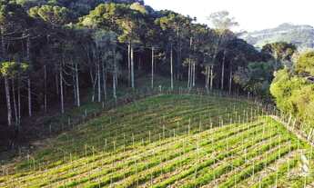 Imagem 5: Linda àrea com plantio de 2.5 hectares