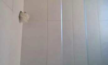 Imagem 5: Apartamento - Ponte Preta - Campinas