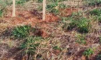 Imagem 2: Venda Nova do Imigrante - Vendo Lotes no Bairro Minete - Área Nobre da cidade