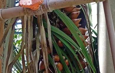 Imagem 5: Vendo sítio no km 41, am 010